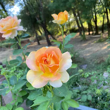 La Resinera Homestay *