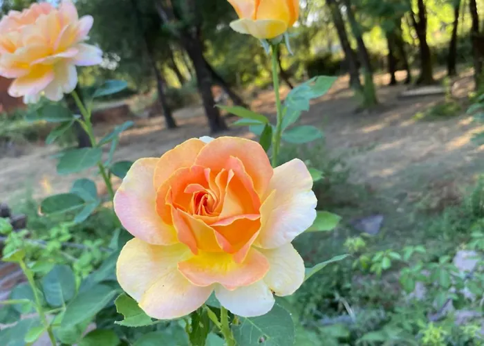 La Resinera Kwatera prywatna *